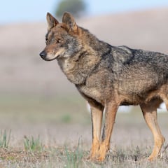 Menos lobos, Caperucita