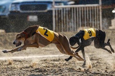 Neither French bulldog nor poodle, this dog breed can’t stand cold weather
