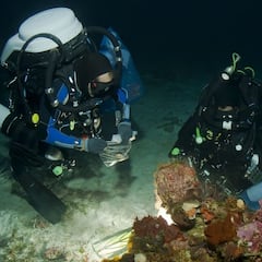 Un animal marino de Ibiza, clave para el prometedor antiviral español contra la COVID-19