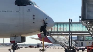 Un buitre negro impacta en un avi車n antes de aterrizar en Madrid