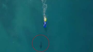 Tiburón blanco detiene el Mundial de Surf