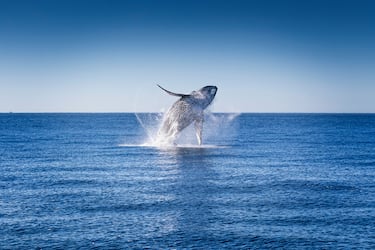 Población en 1960: 1.400.
Población en 2024: 135.000.
La ballena jorobada (Megaptera novaeangliae), también llamada ballena yubarta. Mide entre 12 y 16 metros. Se mueven por los océanos y su extinción se atribuyó a la caza masiva de este gran cetáceo. En 1966 se prohibió internacionalmente su caza, aunque algunos furtivos siguieron cazándolos.