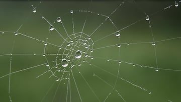 Este es el motivo por el que Madrid está lleno de telarañas y es una buena noticia