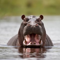 Muere atropellado un hipopótamo de Pablo Escobar