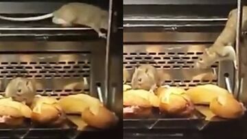 Cierran una panadería en Madrid al encontrarse ratas en un mostrador.