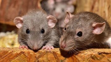 The story of the lifesaving drug that is used by two million people in the United States.