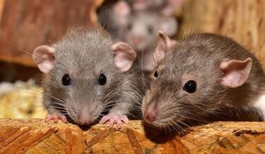 ¿Cómo eliminar las plagas de cucarachas, ratas y hormigas?: estos son los 3 métodos infalibles