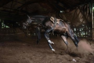 Un caballo durante el entrenamiento. 