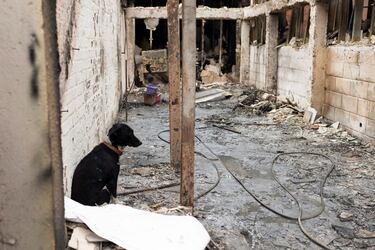 Un perro se sienta entre los restos de una casa quemada, tras la propagación de incendios forestales en Viña del Mar, Chile. 