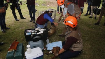 Video: Así rescataron a Spay y Spike, los perros que cayeron en el socavón de Puebla