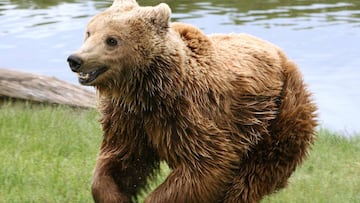 Un oso es condenado a muerte por atacar a dos excursionistas