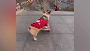 Con más de 100 millones de visitas, su habilidad para bajar escaleras en skate lo ha convertido en un fenómeno viral y se ha ganado el corazón de miles de personas alrededor del mundo.