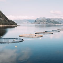 Desastre en las costas noruegas con la desaparición de 27.000 salmones: ofrecen una recompensa