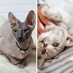 Día Internacional del Gato 2024: por qué se celebra el 8 de agosto en México