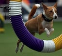 Westminster Kennel Club Masters Campeonato de Agility