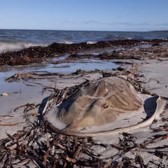 La peligrosa alga tóxica que destruye el coral y crea “desiertos submarinos”
