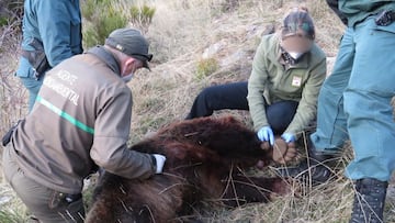 Dos años de cárcel y 17.500 euros de multa al cazador que mató una osa en Palencia