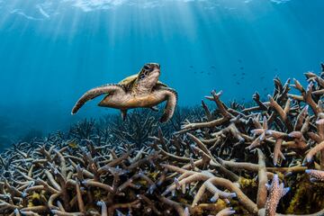 Tercer puesto: Fotografía de Jake Wilton en Australia.