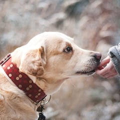 Los alimentos ‘prohibidos’ que no deberías dar a tu perro