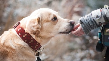 Los alimentos ‘prohibidos’ que no deberías dar a tu perro