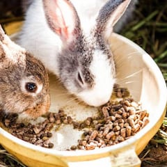 EEUU de nuevo en alerta: la enfermedad hemorrágica del conejo