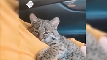El video viral del gato que se convirti¨® en lince