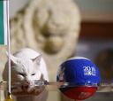 El gato Aquiles pronosticó la victoria de Brasil ante Costa Rica