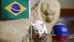 Achilles the cat, one of the State Hermitage Museum mice hunters, attempts to predict the result of the 2018 FIFA World Cup match between Brazil and Costa Rica during an event in Saint Petersburg, Russia June 22, 2018. REUTERS/Anton Vaganov