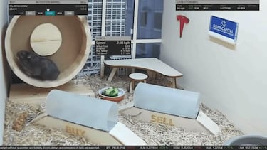 Este es Mr. Goxx, el hámster que ha aprendido a invertir en criptomonedas y conseguir beneficios