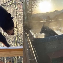 Graba a un oso bañándose en el jacuzzi de su casa de la montaña