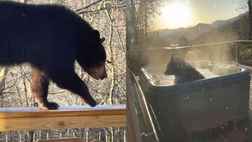 Un oso negro se ba&ntilde;a en un jacuzzi de una casa en Great Smoky Mountains, Tennessee (Estados Unidos), en marzo del 2021. 