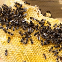 ¿Qué pasaría si no hubiese abejas y cuáles serían las consecuencias en La Tierra?