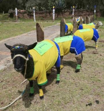 Las ovejas van al Mundial