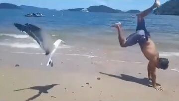 El vídeo viral de un pájaro que se rompe de risa tras ver a un hombre caerse