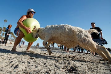 Dana McGregor se entrena con una pelota de ejercicio junto a su cabra Pismo en la playa después de surfear en San Clemente, California (Estados Unidos). Sin duda, una magnífica manera de fortalecer los músculos, a tenor del ímpetu con el que se emplea su insólito compañero de sesión.