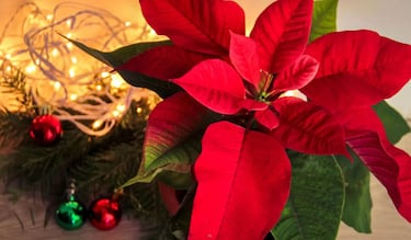 Día Nacional de la Nochebuena 2025: origen, significado y por qué se celebra el 8 de diciembre