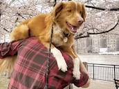 Indy, el perro actor que ha hecho historia ganando el premio a Mejor Actuación en los Astra Awards superando a una leyenda