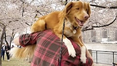 Indy, el perro actor que ha hecho historia ganando el premio a Mejor Actuación en los Astra Awards superando a una leyenda