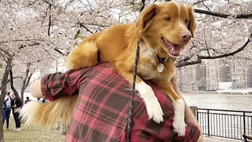 Indy, el perro actor que ha hecho historia ganando el premio a Mejor Actuación en los Astra Awards superando a una leyenda