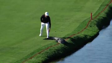 ¿Qué pasará cuando este golfista intente espantar al caimán?