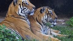 TIG101 KATMANDÚ (NEPAL) 26/08/2012.- Una pareja de tigres de Bengala son fotografiados en el zoo de Katmandú, Nepal, hoy, domingo 26 de agosto de 2012. Según un censo de tigres realizado el pasado año, un total de 121 crías de tigre viven en zonas protegidas del país. EFE/NARENDRA SHRESTHA