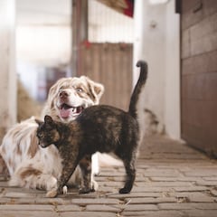 Las mascotas pasan a ser de la familia por ley