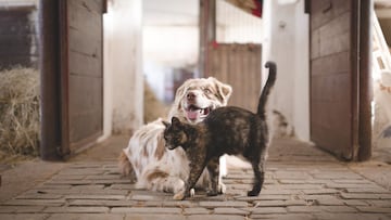 Las mascotas pasan a ser de la familia por ley
