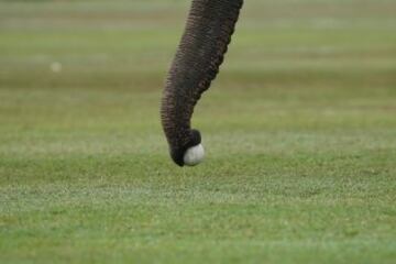 Un elefante recoge la bocha con la trompa.