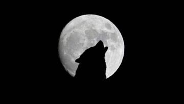 Luna Llena del Lobo: horarios, cuándo es y cómo ver la luna llena del 28 de enero