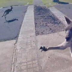 Un canguro golpea a Jonathan Bishop al aterrizar