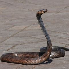 No son las serpientes: el animal peligroso que entran en las casas mexicanas