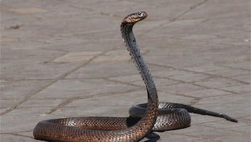 No son las serpientes: el animal peligroso que entran en las casas mexicanas