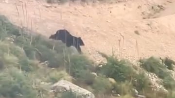 Un oso negro corre por la montaña en Whitefish, Montana (Estados Unidos), en persecución de un piloto de MTB que va por el sendero.