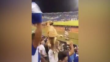 Un perro en la tribuna en pleno partido de fútbol
